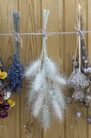Des bouquets de lavande, de Pennisetum villosum et des têtes de graines d'allium sont cueillis dans le jardin et suspendus pour sécher.