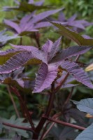 Ricinus communis 'New Zealand Black', plante à huile de ricin, un arbuste à feuilles persistantes tendre et à croissance rapide, généralement cultivé comme annuelle.