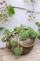 Sempervivum 'Midas', joubarbe, une plante succulente qui prospère dans une bouilloire en laiton vintage.