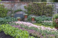 Dans le potager, des rangées de Tulipa 'Angélique' entrecoupées de myosotis bleus ou roses. Les tulipes sont également plantées dans les pots en terre cuite qui flanquent le banc devant les poires en espalier sur le mur du fond.