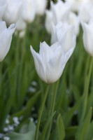 Tulipa 'White Triumphator', une tulipe blanche immaculée avec de longs pétales élégants qui se cambrent gracieusement vers l'extérieur