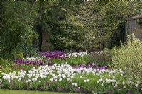 Vue sur le parterre de tulipes 'Rejoyce', 'Mount Tacoma', Blue Ribbon' et 'Blue Diamond' jusqu'au magnolia étoilé au-dessus des tulipes 'Signature et 'Secret Parrot'.