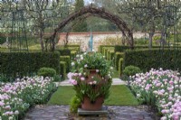 Face aux poiriers plissés du jardin clos, l'allée de potager est bordée de parterres de Tulipa 'Angélique' entrecoupés de myosotis. Les tulipes sont également plantées dans le bac à herbes en terre cuite.
