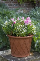 Un pot de Tulipa 'Angélique' parsemé de myosotis blancs.