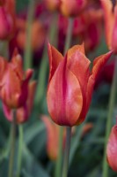 Tulipa 'Ballerina' a des fleurs de couleur orange douce avec des pétales courbés vers l'intérieur et un doux parfum