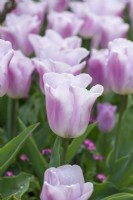 Tulipa 'Synaeda Amor', une tulipe Triumph qui s'ouvre en rose foncé, passant à un rose pâle bicolore avec une teinte bleutée