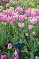 Tulipa 'Bella Blush', un hybride Darwin avec de grandes fleurs rose bonbon bien galbées se rétrécissant jusqu'à la pointe