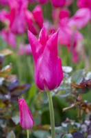 La Tulipa 'Mariette' est une tulipe à fleurs de lys aux pétales roses satinés légèrement réfléchis contrastant avec une base blanche