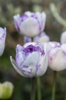 La tulipa 'Double Shirley' est une fleur semi-double aux pétales lâches ivoire aux bords lilas.