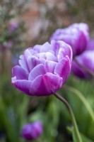 Tulipa 'Blue Diamond', un violet rosé avec un éclat bleu argenté sur les grandes fleurs doubles