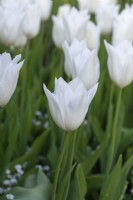 Tulipa 'White Triumphator', une tulipe blanche immaculée avec de longs pétales élégants qui se cambrent gracieusement vers l'extérieur