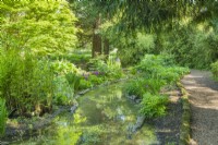 Vue sur le jardin des tourbières des jardins botaniques de Cambridge en mai avec une lumière du soleil pommelée. Étang avec bordure en rondins, fougères, primevères, iris et bambous.