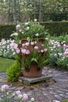 Un pot d'herbes en terre cuite planté de Tulipa 'Angelique' entrecoupé de myosotis.