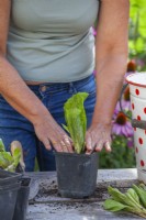 Femme plantant des plants de radicchio 'Palla Rossa' dans un pot en plastique. Raffermir avec les doigts.