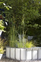 IBC industriel recyclé et recyclé - pots en vrac intermédiaires pour créer un étang contemporain moderne avec des plantes aquatiques de Typha gracilis - Scirpe à queue de chat, Cyperus longus et Carex riparia