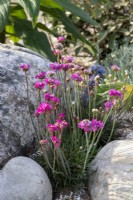 Allium schoenoprasum - ciboulette poussant dans un chemin paillé de gravier et de coquillages entre les pierres