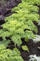 Brassica oleracea - Hybride F1 'Reflex' du groupe Acephala