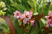 Bergenia cordifolia Flirt, une variété miniature aux fleurs roses et aux feuilles vert foncé épaisses et brillantes. Février