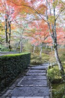 Chemin de gravier dans la zone boisée du jardin avec des Acers aux couleurs d'automne.