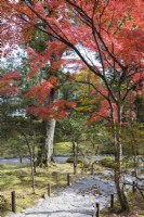 Chemin de gravier dans la zone boisée du jardin avec des Acers aux couleurs d'automne.