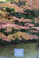 Panneau indiquant l'itinéraire autour du jardin avec un acer en couleur d'automne derrière.