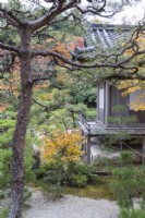 Sanctuaire Jibutsu-do avec pins et acers aux couleurs de l'automne.