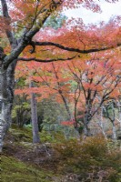 La zone boisée du jardin avec des Acers aux couleurs d'automne.