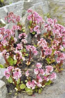 Bergenia ciliata, ligulata var. cliata - Royle sur une rocaille. Avril