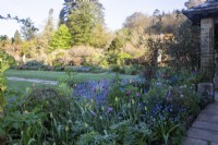 Tulipes et myosotis dans les parterres de fleurs autour de la pelouse centrale du jardin formel du Gravetye Manor.