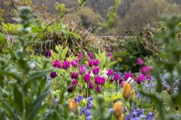 Tulipa 'Attila' dans les parterres de printemps du Gravetye Manor.