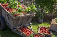 Affichage de fraises fraîchement cueillies sur un marché de producteurs en été