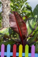 Ensete ventricosum 'Maurelii' - Banane rouge d'Abyssinie - clôture colorée