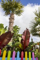Ensete ventricosum 'Maurelii' - Banane rouge d'Abyssinie et Chamaerops Excelsa - Palmier européen