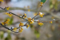 Hamamelis mollis 'Brevipetala', fleurs jaunes recouvertes de neige. Mars