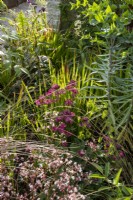 Plate-bande mixte de plantes vivaces avec Saxifraga urbium - 'London Pride', Astrantia major 'Claret', Euphorbia lathyris, Imperata cylindrica 'Red Baron' et Solanum pyracanthum - Tomate Porcupine