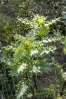 Acanthus sennii - acanthe éthiopienne