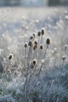 Dipsacus fullonum, Cardère commune, graines sèches avec gel dans un jardin d'hiver.