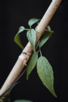 Clematis montana 'Wilsonii' - Mai avec canne support sur tuteur