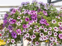 Mélange annuel Confetti Garden Sparkle Purple dans un panier suspendu, été juillet