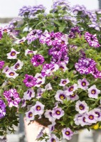Mélange annuel Confetti Garden Sparkle Purple dans un panier suspendu, été juillet