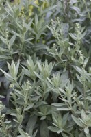 Artemisia ludoviciana 'Valerie Finnis' - Armoise occidentale