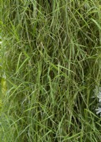 Agrostis hybride FanciFillers Green Twist, été août