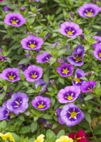 Calibrachoa hybrida Colibri Spark Purple, été juin