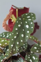 Bégonia maculata 'Polka Dot'