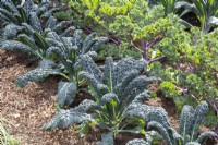 Brassica oleracea de gauche à droite - 'Nero di Toscana' et 'Midnight Sun' - Plantes de chou frisé cultivées en rangées