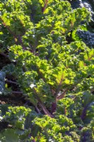 Brassica oleracea 'Soleil de minuit' - chou frisé