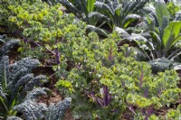 Brassica oleracea de gauche à droite - Nero di Toscana, 'Midnight Sun' et 'Dazzling Blue' - Plantes de chou frisé cultivées en rangées