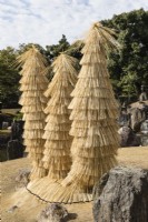 Des couvertures en paille de riz appelées Komo protègent les sagoutiers japonais du gel.