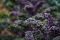 Brassica oleracea 'Scarlet Curled' - chou frisé - juin