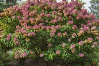 Hydrangea paniculata 'Grandiflora' - Hortensia PeeGee aux capitules roses et fanés en automne.